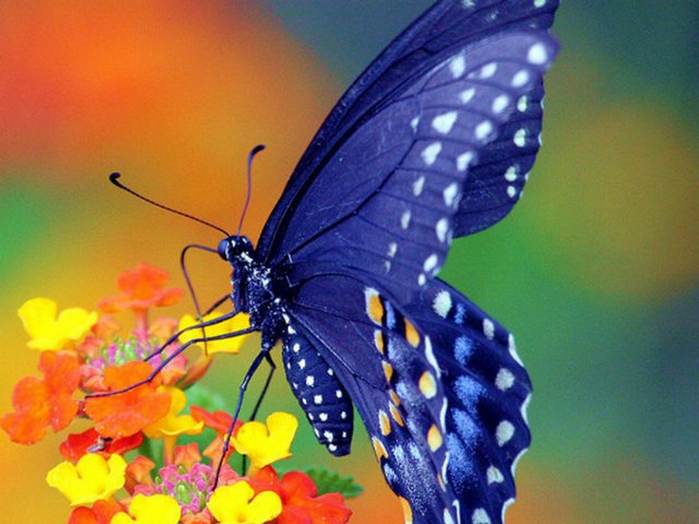 Все о бабочках в Нальчике | ЗооТом портал о животных