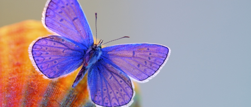 Все о бабочках в Нальчике | ЗооТом портал о животных