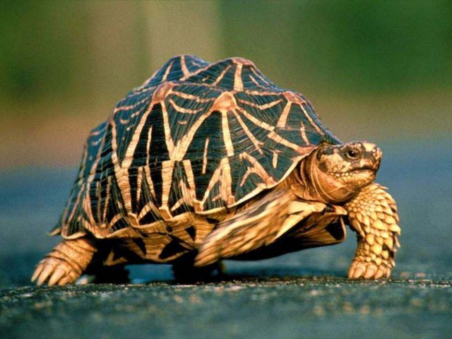 Все о черепахах в Нальчике | ЗооТом портал о животных