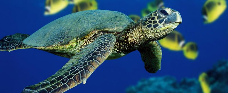Все о черепахах в Нальчике | ЗооТом портал о животных