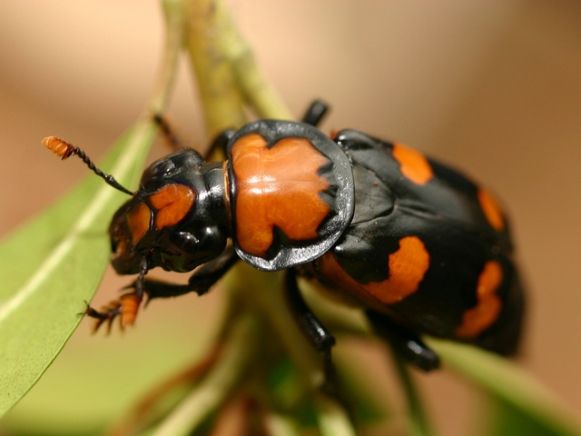 Все о жуках в Нальчике | ЗооТом портал о животных