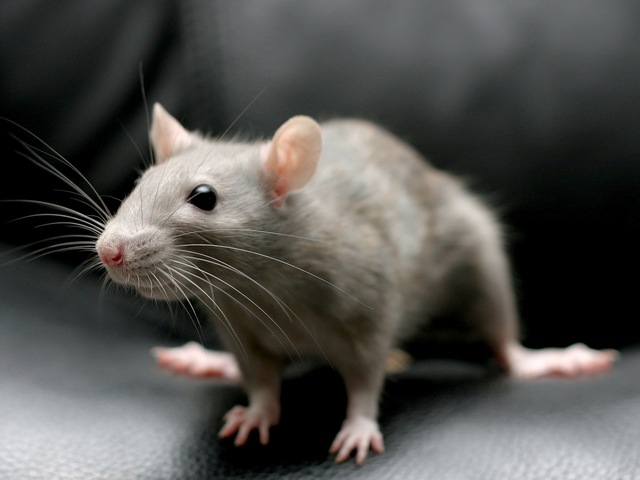 Все о крысах в Нальчике | ЗооТом портал о животных