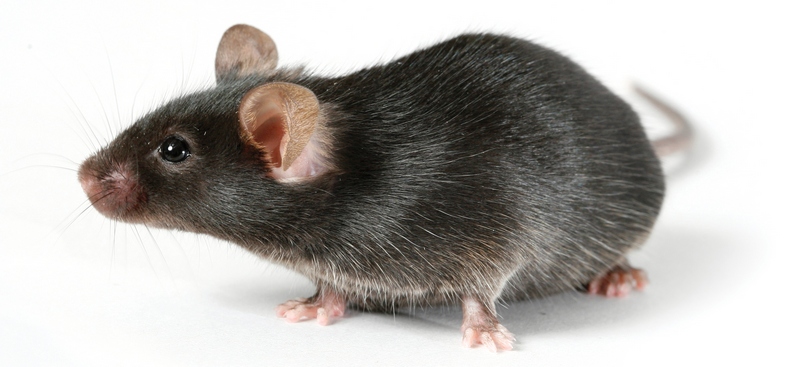Все о крысах в Нальчике | ЗооТом портал о животных