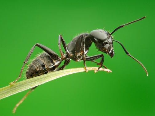 Все о муравьях в Нальчике | ЗооТом портал о животных
