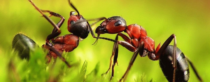 Все о муравьях в Нальчике | ЗооТом портал о животных