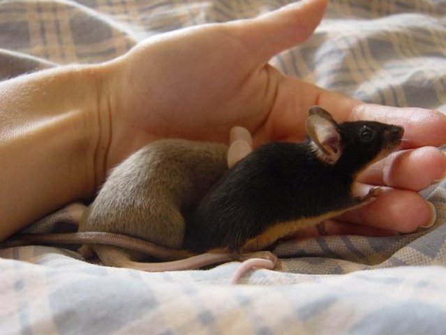 Все о мышах в Нальчике | ЗооТом - продажа, вязка и услуги для животных в Нальчике