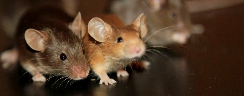 Все о мышах в Нальчике | ЗооТом - продажа, вязка и услуги для животных в Нальчике