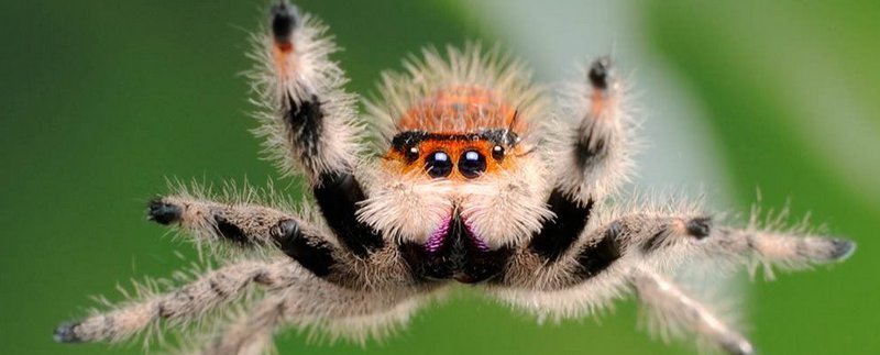 Все о пауках в Нальчике | ЗооТом портал о животных