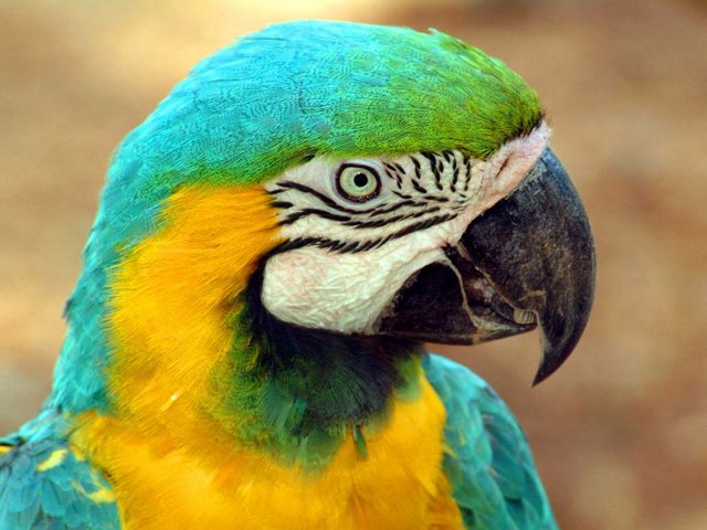 Все о попугаях в Нальчике | ЗооТом портал о животных