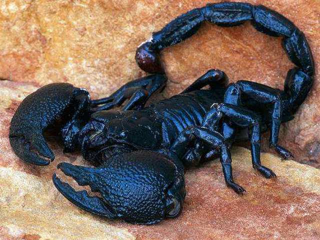 Все о скорпионах в Нальчике | ЗооТом портал о животных