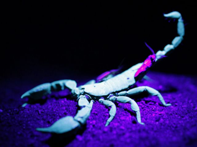 Все о скорпионах в Нальчике | ЗооТом портал о животных