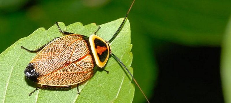 Все о тараканах в Нальчике | ЗооТом портал о животных