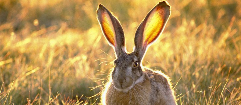 Все о зайцах | ЗооТом - продажа, вязка и услуги для животных в Нальчике