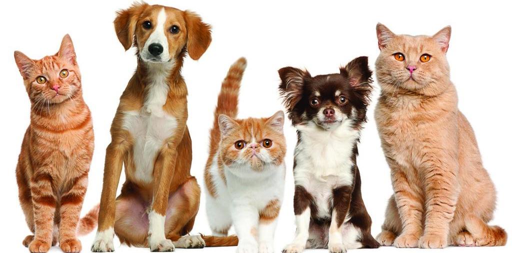 Доска объявлений о животных | ЗооТом - продажа, вязка и услуги для животных в Нальчике