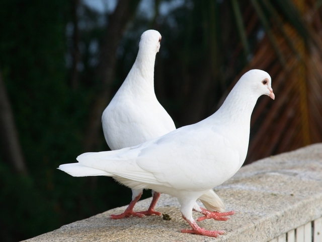 Все о голубях | ЗооТом - продажа, вязка и услуги для животных в Нальчике
