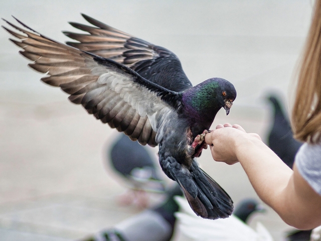 Все о голубях | ЗооТом - продажа, вязка и услуги для животных в Нальчике
