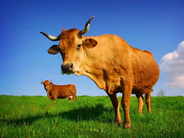 Все о коровах в Нальчике | ЗооТом портал о животных