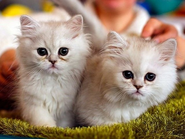 Породы кошек в Нальчике | ЗооТом портал о животных