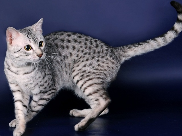 Породы кошек в Нальчике | ЗооТом портал о животных