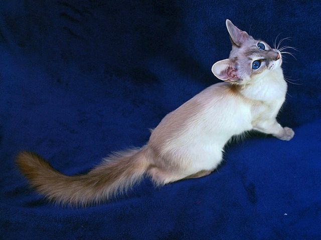Выведенные породы кошек в Нальчике | ЗооТом портал о животных