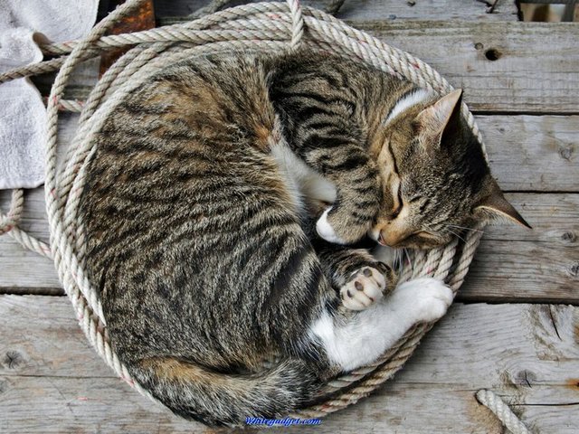 Все о кошках в Нальчике | ЗооТом портал о животных