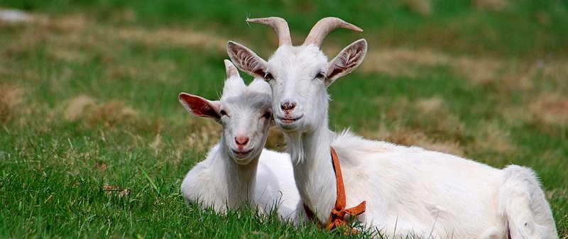 Все о козах в Нальчике | ЗооТом портал о животных