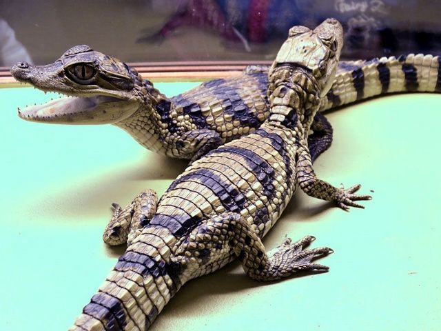 Все о крокодилах в Нальчике | ЗооТом портал о животных