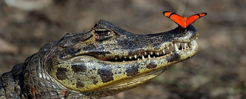 Все о крокодилах в Нальчике | ЗооТом портал о животных