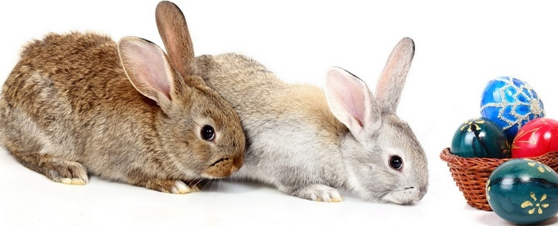 Все о кроликах в Нальчике | ЗооТом портал о животных
