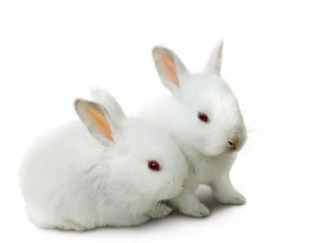 Все о кроликах в Нальчике | ЗооТом портал о животных