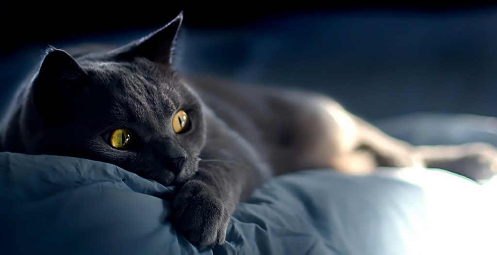 Объявления о кошках | ЗооТом - продажа, вязка и услуги для животных в Нальчике