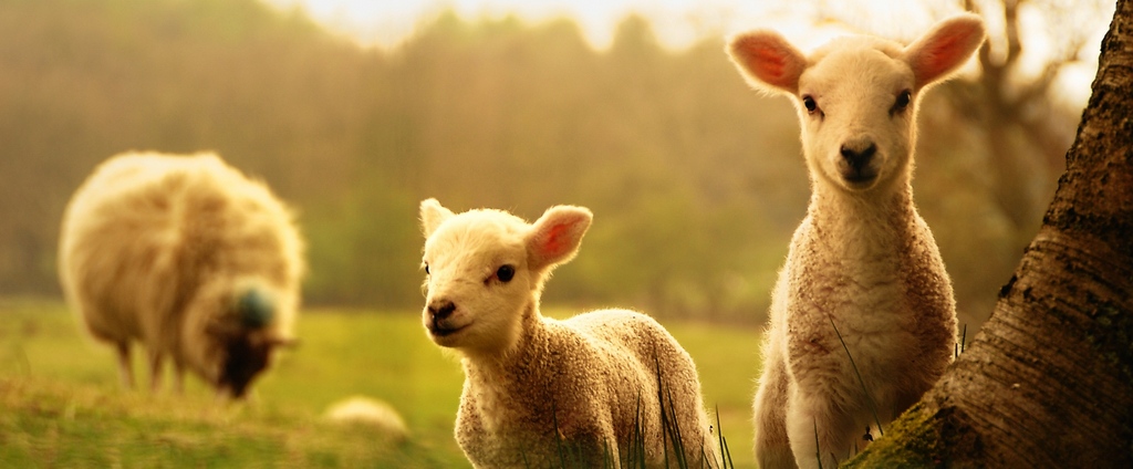 Объявления о сельскохозяйственных животных | ЗооТом - продажа, вязка и услуги для животных в Нальчике
