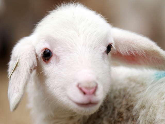 Овцы и бараны в Нальчике | ЗооТом портал о животных