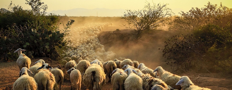 Все об овцах в Нальчике | ЗооТом портал о животных