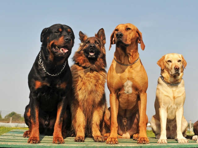 Крупные породы собак в Нальчике | ЗооТом портал о животных