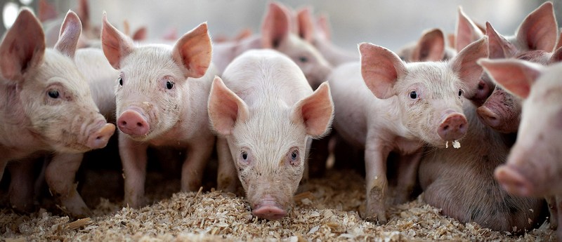 Все о свиньях в Нальчике | ЗооТом портал о животных