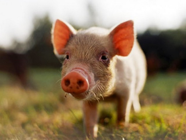 Все о свиньях в Нальчике | ЗооТом портал о животных