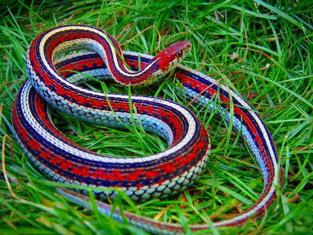 Все о змеях в Нальчике | ЗооТом портал о животных